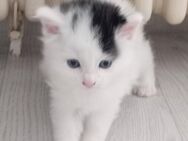Turkisch Angora Katzen - Düsseldorf