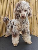 Toy-/Zwerpudel, chocolate-tan merle, 6 Monate in 71263