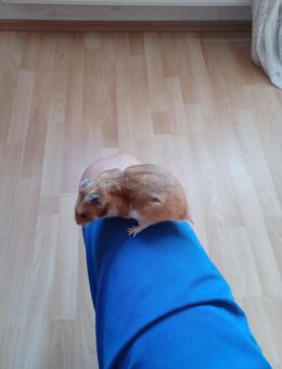 Hamster - Riedlingen Zentrum