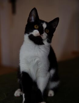 Katzenkind RONJA sucht ihr Zuhause! - Berlin