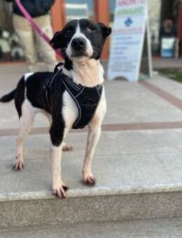 Lebensfreude pur trotz Handicap: Jack! - Eixen