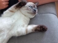 BKH Kitten Katze Mädchen mit blauen Augen - Villingen-Schwenningen