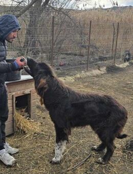 Sir Gawain HSH gerettet aus der Tötung - Uetze