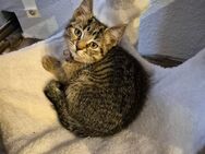 Kitten sucht liebevolle Familie! - Heinsberg