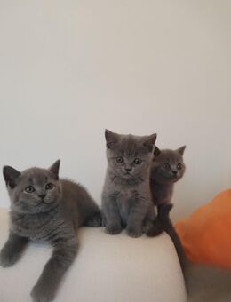 BKH Kitten - Nördlingen