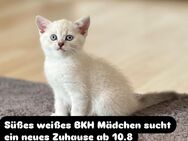 Süße reinrassige BKH Kitten - Dietingen