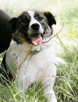 Sozialer ZEUS leidet sehr im Tierheim 🙏 - München