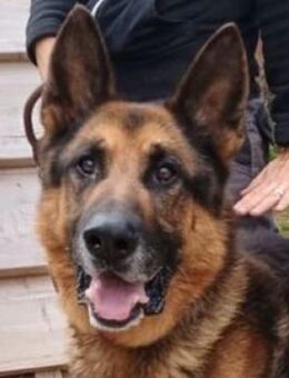 PICHO hat sein Herrchen verloren - Gefrees