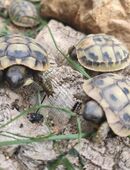 Momo und Speedy zwei Baby Schildkröten von 2025 mit Cites in 92637