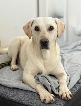❤️ Bongo, Pflegefamilie 41812 Erkelenz - Kissing