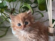Baby Katze - Hannover Buchholz-Kleefeld