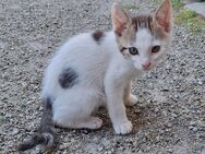 Junge Katzen/Kitten - Konnersreuth