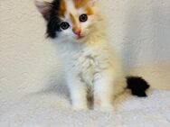 Süße BKH mix Babykatzen - Waldburg