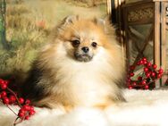 Pomeranian / Deutscher Zwergspitz Rüde sucht neues Zuhause - Bad Iburg