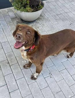 Verspielte Violeta - Eichenzell