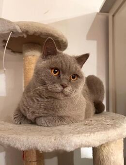 gechillte BKH Mixe Coco u. Harley bei WI - Geisenheim