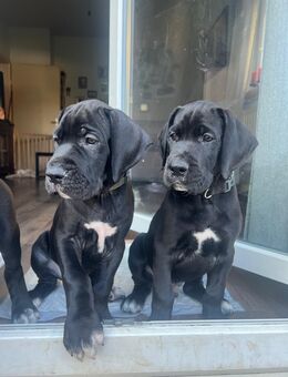 Deutsche dogge mix welpen - Wendlingen (Neckar)