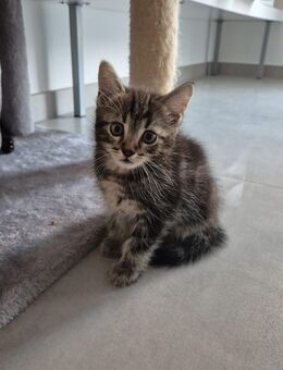 3 zuckersüße Katzenbabys suchen liebevolles Zuhause 🐾💖 - Mommenheim