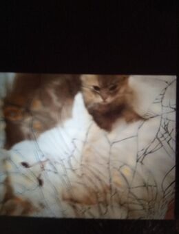 Zuckersüßer weißer BKH Kater reinrassig - Berlin Neukölln