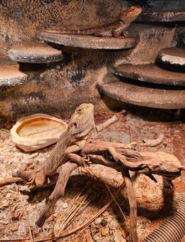 Bartagame - Wadgassen