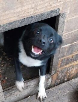 Cid der kleine Quatschkopf - Rambin