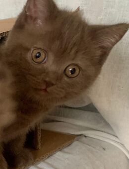 Wunderschönen Kitten/ Katze / Bkh / Cinnamon - Düsseldorf Zentrum