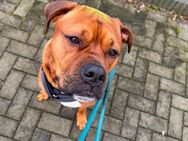 Boxer-Labrador Mischling - Lachendorf