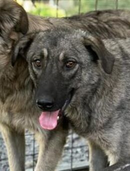 Nela Pflegestelle oder Zuhause gesucht - Oberwies