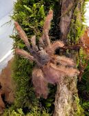 Vogelspinne- Amazonius germani 0.1 in 19249