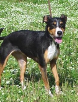 Vicky, eine liebe Huendin - Brunstorf