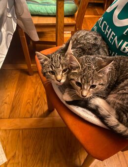 Junge katzenmädchen - Siegen (Universitätsstadt) Trupbach