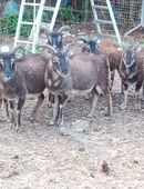 Soay Schafe zu verkaufen in 46509