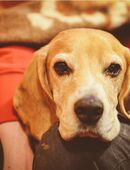 Biete private Hundebetreuung in 47929 Grefrath in 47929