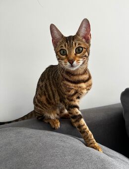 Reinrassige Bengal Katze (9Monate) - Kaufbeuren