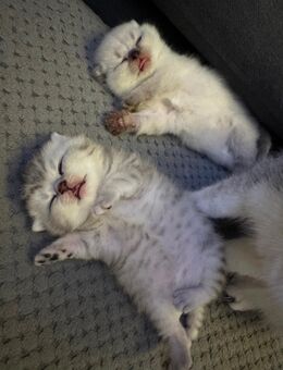 🐱 Baby Katzen zu verkaufen 🐾 - Bremerhaven