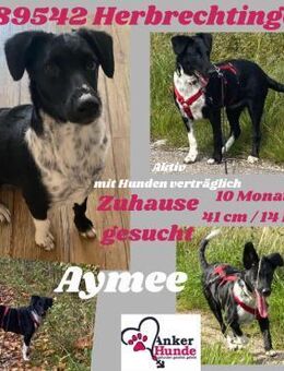 Die liebe❤️Aymee❤️sucht ihre Menschen - Freilassing