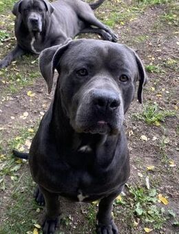 BARELL, Cane Corso, sucht Zuhause - Nörten-Hardenberg