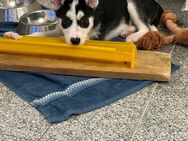 Zwei Husky Welpen zu verkaufen - Welver