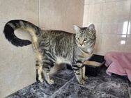 Verschmuste, fröhliche Katze Zoe - Karlsruhe