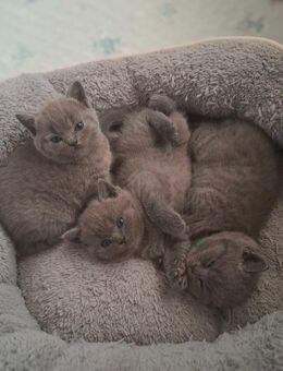 Britisch Kurzhaar Kitten - Inden