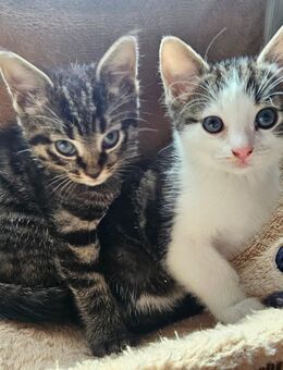 4 süße Kater suchen ein Zuhause für immer - Auetal