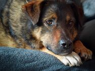 Ulani sucht ein neues Zuhause - Tholey