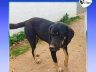 REX - FAMILIE FÜR IMMER GESUCHT!💚 - Alfeld (Leine)