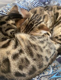 2 süße, wunderschöne, reinrassige Bengalkitten mit Stammbaum - Treuchtlingen