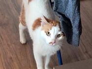 💕 Lieber Raffy sucht Dich 💕 - Eislingen (Fils)