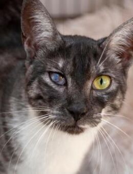 Gominola- Verschmuste Katzenlady - Bad Camberg