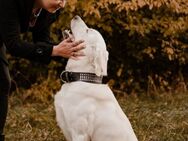 Reinrassiger Labradordeckrüde in weiß/creme - Auerbach (Vogtland)