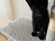 Kitten - Lautenbach
