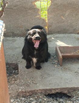 Motte will ein Zuhause - Wallerfangen