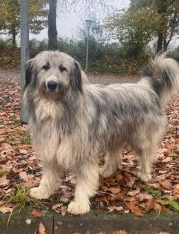 Athos sucht sein Für-Immer-Zuhause - Enger (Widukindstadt)